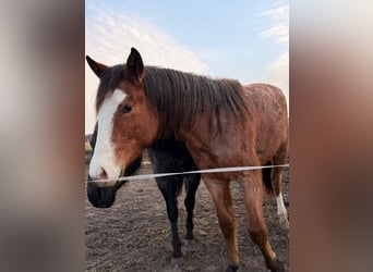 American Quarter Horse, Klacz, 2 lat, 155 cm, Gniadodereszowata