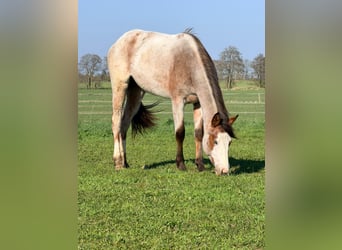 American Quarter Horse, Klacz, 2 lat, 155 cm, Gniadodereszowata
