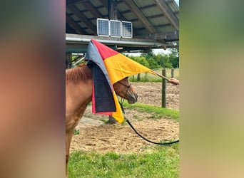 American Quarter Horse, Klacz, 2 lat, 155 cm, Kasztanowata