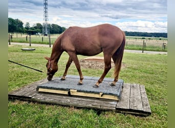 American Quarter Horse, Klacz, 2 lat, 155 cm, Kasztanowata