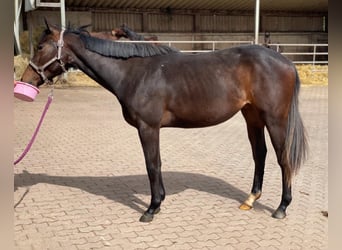 American Quarter Horse, Klacz, 2 lat, 158 cm, Ciemnogniada