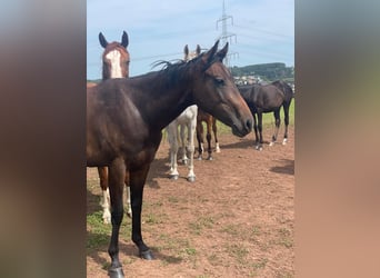 American Quarter Horse, Klacz, 2 lat, 158 cm, Ciemnogniada