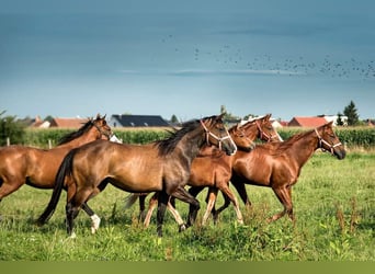 American Quarter Horse, Klacz, 2 lat, 159 cm, Gniada