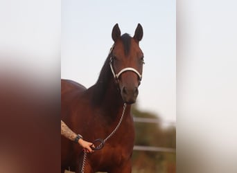 American Quarter Horse, Klacz, 2 lat, 160 cm, Gniada