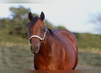 American Quarter Horse, Klacz, 2 lat, 160 cm, Gniada