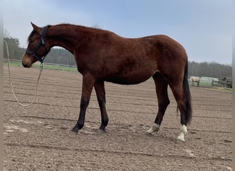 American Quarter Horse, Klacz, 2 lat, 160 cm, Gniada