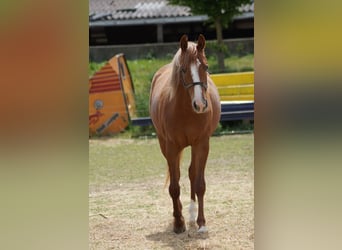 American Quarter Horse, Klacz, 2 lat, 160 cm, Kasztanowata