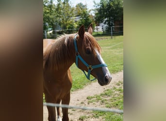 American Quarter Horse, Klacz, 2 lat, 160 cm, Kasztanowata