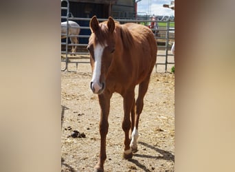 American Quarter Horse, Klacz, 2 lat, 160 cm, Kasztanowata