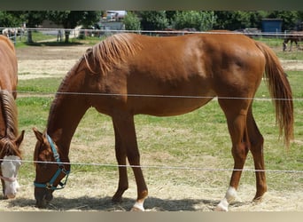 American Quarter Horse, Klacz, 2 lat, 160 cm, Kasztanowata