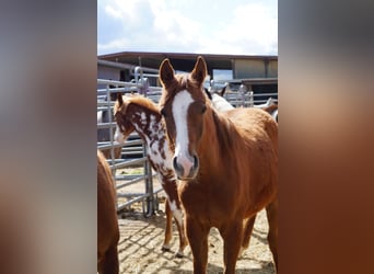 American Quarter Horse, Klacz, 2 lat, 160 cm, Kasztanowata