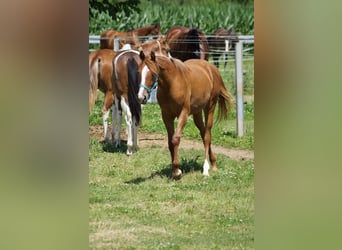 American Quarter Horse, Klacz, 2 lat, 160 cm, Kasztanowata