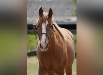 American Quarter Horse, Klacz, 2 lat, 160 cm, Kasztanowata