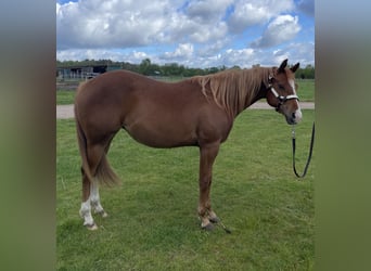 American Quarter Horse, Klacz, 2 lat, 160 cm, Kasztanowata