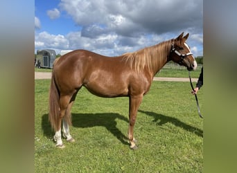 American Quarter Horse, Klacz, 2 lat, 160 cm, Kasztanowata