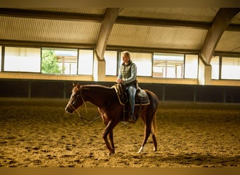 American Quarter Horse, Klacz, 2 lat, Ciemnogniada