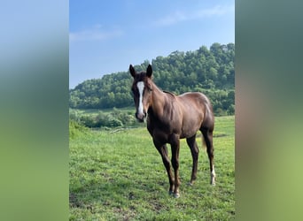 American Quarter Horse, Klacz, 2 lat, Ciemnogniada