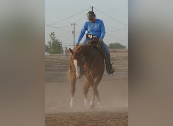 American Quarter Horse, Klacz, 2 lat, Ciemnokasztanowata