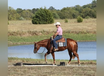 American Quarter Horse, Klacz, 2 lat, Cisawa