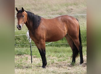 American Quarter Horse, Klacz, 2 lat, Gniada
