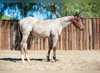 American Quarter Horse, Klacz, 2 lat, Gniadodereszowata