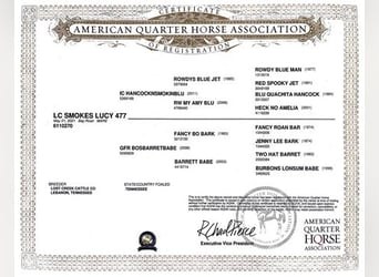 American Quarter Horse, Klacz, 2 lat, Gniadodereszowata