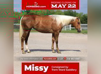 American Quarter Horse, Klacz, 2 lat, Izabelowata