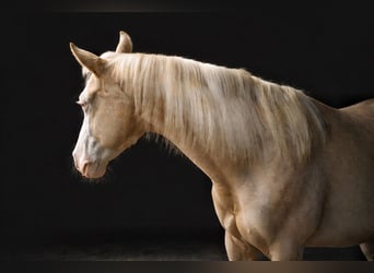American Quarter Horse, Klacz, 2 lat, Izabelowata
