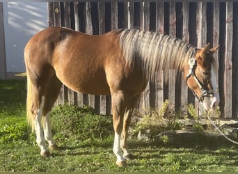American Quarter Horse, Klacz, 2 lat, Izabelowata