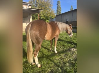 American Quarter Horse, Klacz, 2 lat, Izabelowata