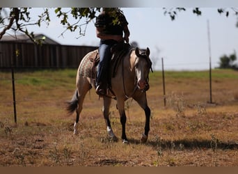 American Quarter Horse, Klacz, 2 lat, Jelenia