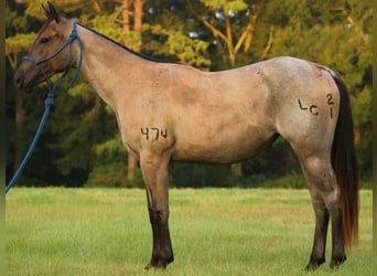American Quarter Horse, Klacz, 2 lat, Karodereszowata