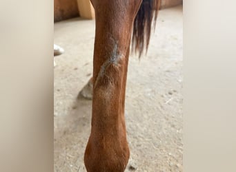 American Quarter Horse, Klacz, 2 lat, Kasztanowata