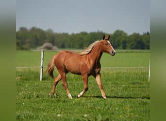 American Quarter Horse, Klacz, 2 lat, Kasztanowata