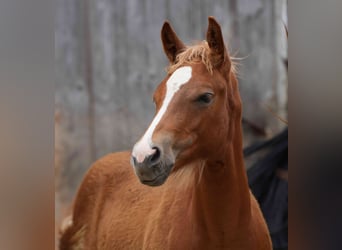 American Quarter Horse, Klacz, 2 lat, Kasztanowata