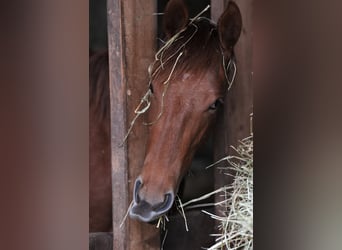 American Quarter Horse, Klacz, 2 lat, Kasztanowata