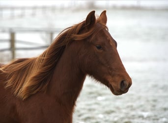 American Quarter Horse, Klacz, 2 lat, Kasztanowata