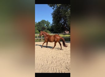 American Quarter Horse, Klacz, 2 lat, Kasztanowata