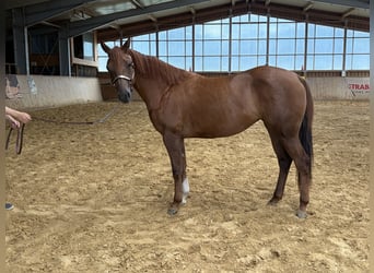 American Quarter Horse, Klacz, 2 lat, Kasztanowata