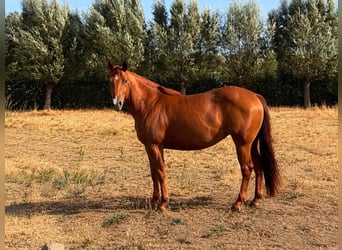American Quarter Horse, Klacz, 2 lat, Kasztanowata