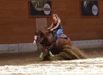 American Quarter Horse, Klacz, 2 lat, Kasztanowata