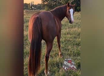 American Quarter Horse, Klacz, 2 lat, Kasztanowata