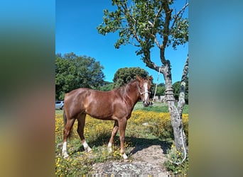 American Quarter Horse, Klacz, 2 lat, Kasztanowata