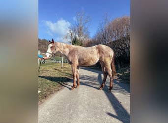 American Quarter Horse, Klacz, 2 lat, Kasztanowatodereszowata