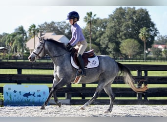 American Quarter Horse Mix, Klacz, 3 lat, 130 cm, Siwa jabłkowita