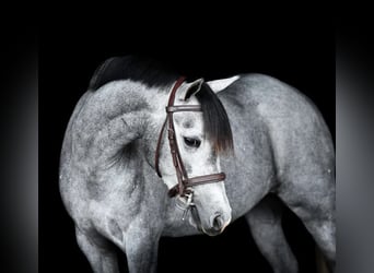 American Quarter Horse Mix, Klacz, 3 lat, 130 cm, Siwa jabłkowita