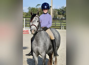 American Quarter Horse Mix, Klacz, 3 lat, 130 cm, Siwa jabłkowita