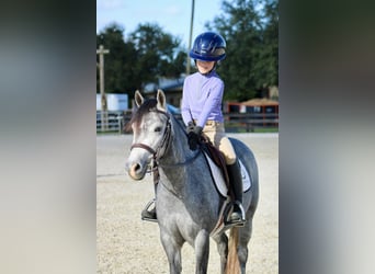 American Quarter Horse Mix, Klacz, 3 lat, 130 cm, Siwa jabłkowita