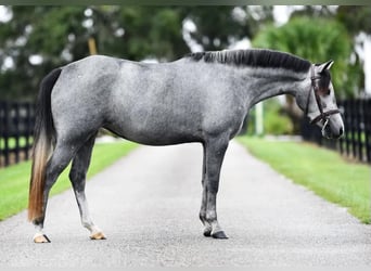 American Quarter Horse Mix, Klacz, 3 lat, 130 cm, Siwa jabłkowita