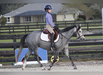 American Quarter Horse Mix, Klacz, 3 lat, 130 cm, Siwa jabłkowita